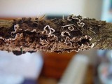 Porostereum spadiceum image