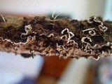 Porostereum spadiceum image