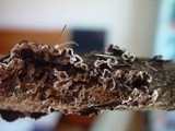 Porostereum spadiceum image