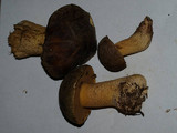 Suillus fuscotomentosus image