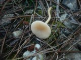 Clitocybe agrestis image