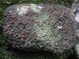 Solenopsora vulturiensis image