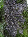 Nephroma laevigatum image