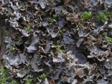 Nephroma laevigatum image