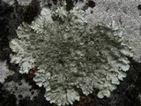 Xanthoparmelia conspersa image