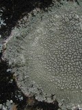 Pertusaria pertusa image