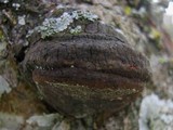 Phellinus pomaceus image