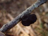 Exidia truncata image