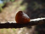 Exidia truncata image