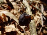 Exidia truncata image