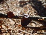 Exidia truncata image