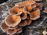 Lentinus strigosus image