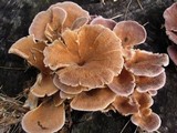 Lentinus strigosus image