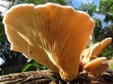 Lentinus strigosus image