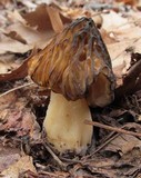 Morchella punctipes image
