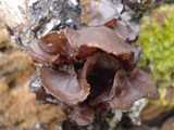 Exidia recisa image