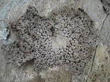 Lasallia papulosa image
