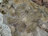 Lasallia papulosa image