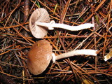 Psathyrella longistriata image