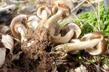 Psathyrella piluliformis image