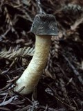 Verpa conica image