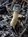 Verpa conica image