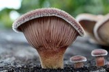 Lentinus strigosus image