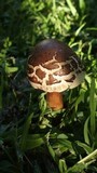 Chlorophyllum rachodes image