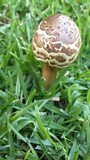 Chlorophyllum rachodes image