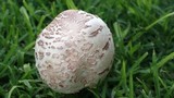 Chlorophyllum rachodes image