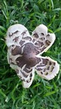 Chlorophyllum rachodes image