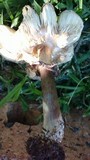 Chlorophyllum rachodes image