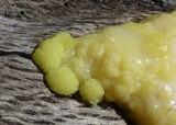 Fuligo septica image