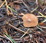 Ciboria rufofusca image