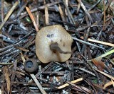 Ciboria rufofusca image