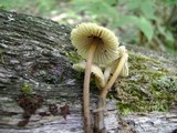 Mycena inclinata image