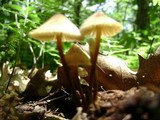 Mycena inclinata image