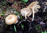 Clitocybe albirhiza image