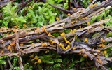 Kriegeria alutipes image