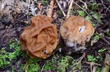 Gyromitra montana image
