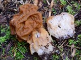 Gyromitra montana image