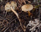 Tricholoma aurantio-olivaceum image