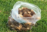 Morchella esculentoides image