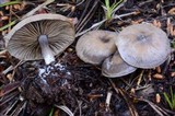 Clitocybe glacialis image