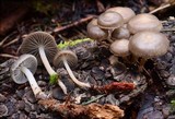 Mycena overholtsii image