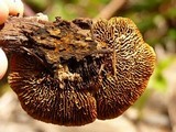 Gloeophyllum sepiarium image