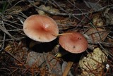 Gomphidius subroseus image