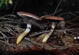 Gomphidius subroseus image