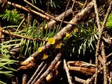 Guepiniopsis alpina image