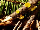 Guepiniopsis alpina image